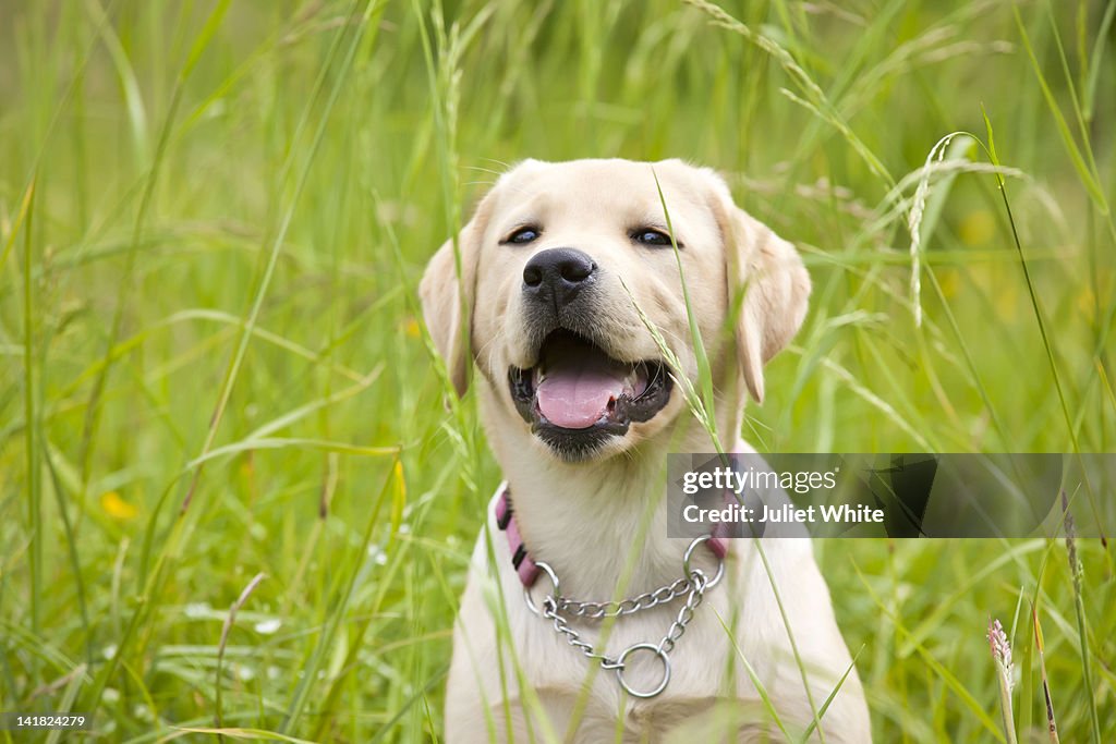 Golden Labrador dog in long grass
