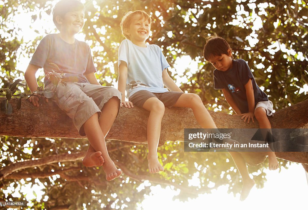 Young boys sitting in tree, smiling, backlit