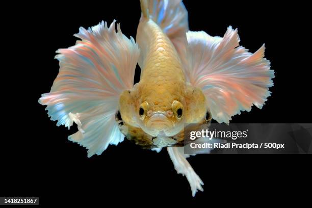 close-up of siamese fighting fish swimming against black background,bekasi barat,indonesia - siamese fighting fish stockfoto's en -beelden