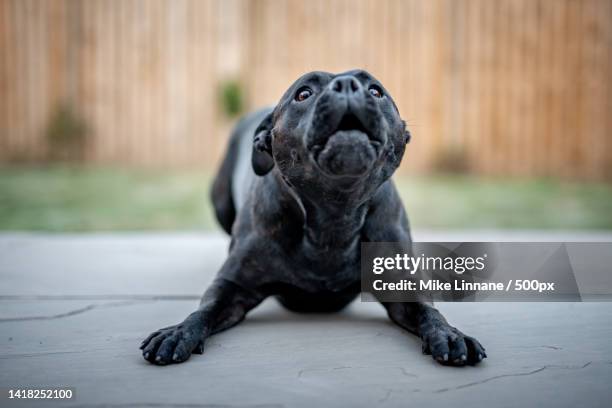 staffordshire bull terrier playing in garden,harrogate,united kingdom,uk - staffordshire bull terrier stock pictures, royalty-free photos & images