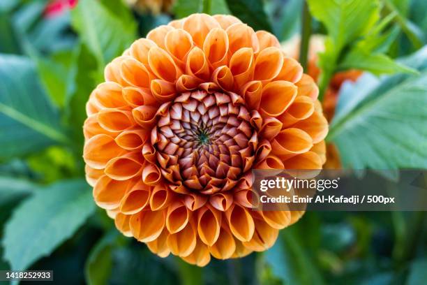 close-up of orange flower,gothenburg botanical garden,sweden - dahliasläktet bildbanksfoton och bilder