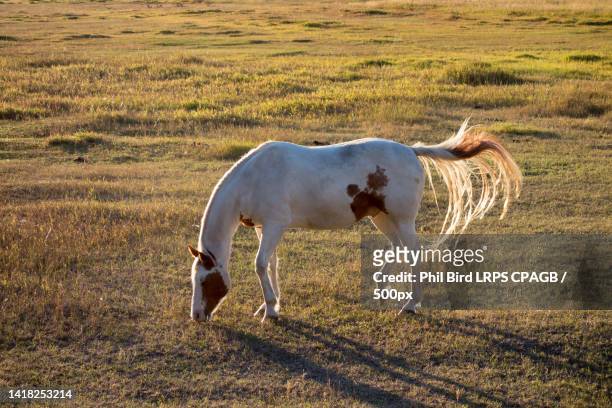side view of horse standing on field,montana,united states,usa - golden hoof stock pictures, royalty-free photos & images