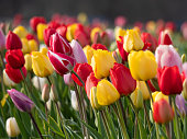 Close up colorful tulip flowers in a field