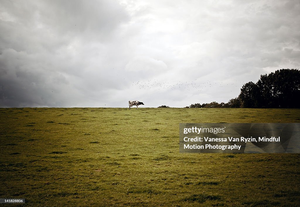 Cow on hill