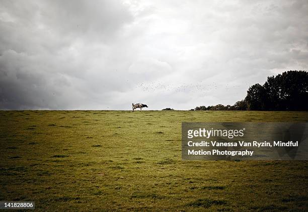 cow on hill - vanessa van ryzin - fotografias e filmes do acervo