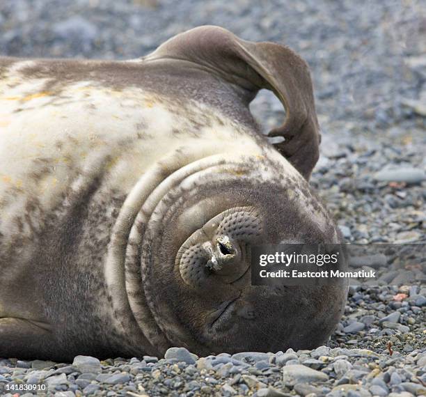 Southern elephant seal weaner pup resting on beach