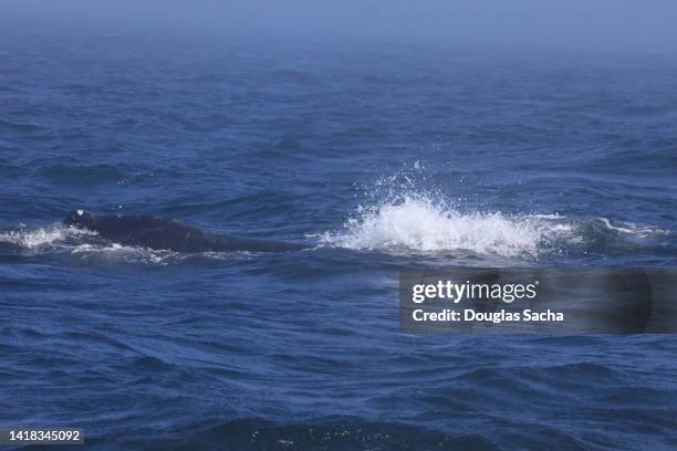 humpback whale (megaptera novaeangliae) - chinesischer weißer delfin stock-fotos und bilder