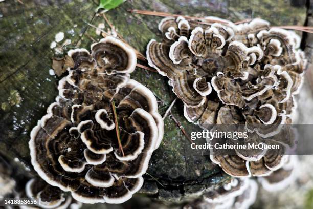 tree stump covered with turkey tail mushrooms - rest cure stock-fotos und bilder