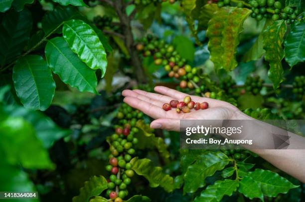 farmer hand holding some defects coffee cherry after picking. - black cherries stock-fotos und bilder