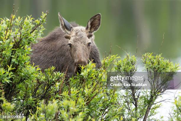 moose - moose face stock pictures, royalty-free photos & images