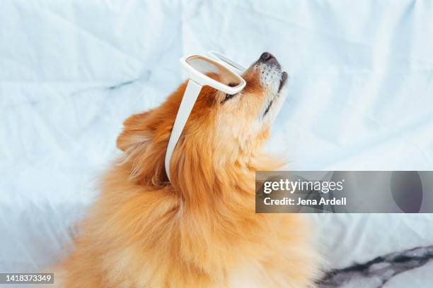 fashion dog, funny dog portrait of proud dog posing, pomeranian dog no people - spitz type dog stock pictures, royalty-free photos & images