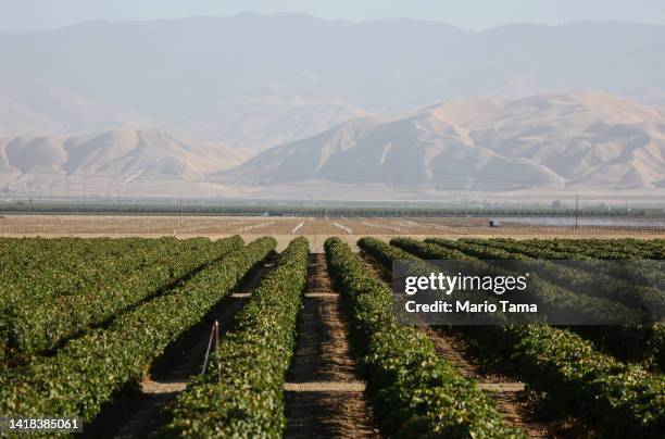 Rows of crops stand amid ongoing drought on August 26, 2022 near Bakersfield, California. California is experiencing a third consecutive year of...