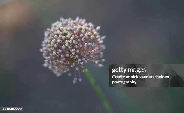 allium ampeloprasum - allium flower imagens e fotografias de stock