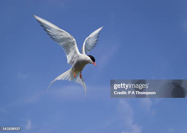 arctic tern in flight, inner farne, farne islands, northumberland, england - paradisaeidae stock pictures, royalty-free photos & images