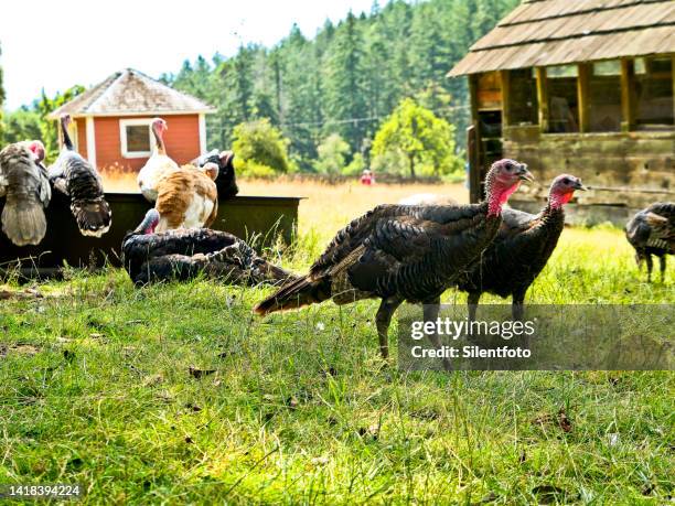 turkeys on the farm - insel salt spring island stock-fotos und bilder