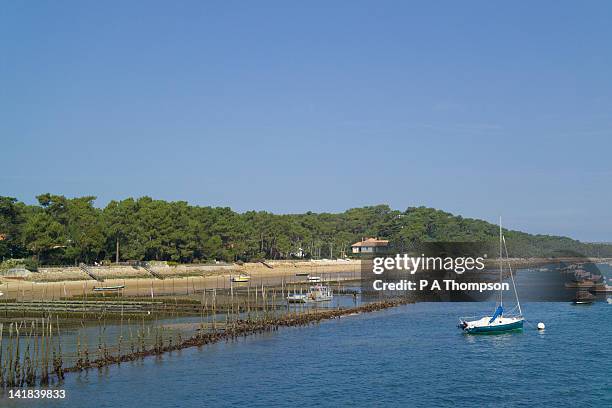 oyster beds, cap ferret, arcachon basin, aquitaine, france - cap ferret stock pictures, royalty-free photos & images