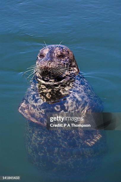 harbour seal, phoca vitulina, victoria, vancouver island, british columbia, canada - knubbsäl bildbanksfoton och bilder