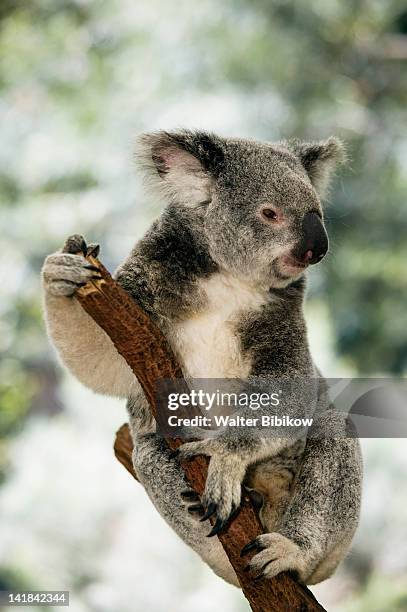 australia-queensland-brisbane area (fig tree pocket): lone pine koala sanctuary- koala (phascolarctos cinereus) - koala stock pictures, royalty-free photos & images