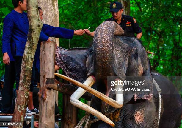 Veterinarians and a Mahout from the Thai Elephant Conservation Center check the Thai elephant "Sak Surin" at the elephant hospital in Lampang. "Sak...