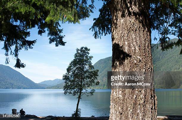man relaxes next to lake cushman with douglas fir tree in foreground, olympic national park, washington state - douglas fir stock-fotos und bilder