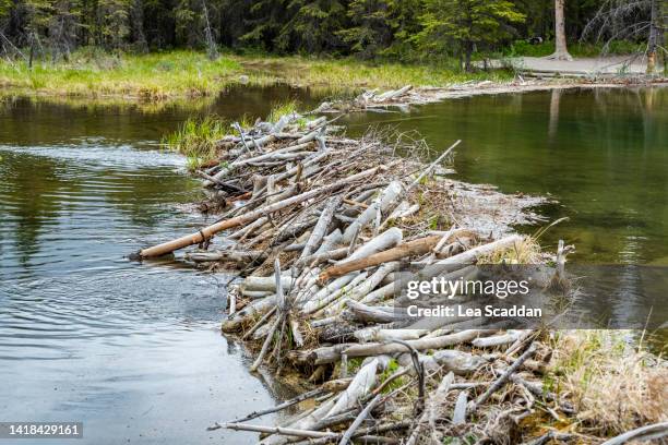 beaver dam - castor fotografías e imágenes de stock
