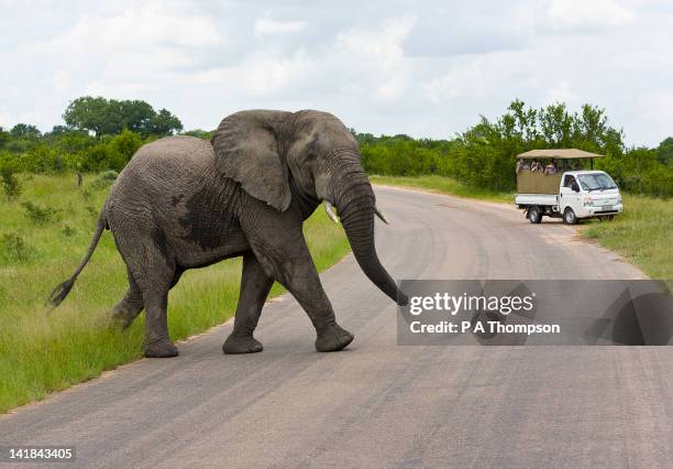 young elephant crossing the road in front of jeep, loxodonta africana, kruger national park, south africa - safari park stockfoto's en -beelden