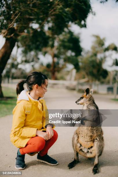 young girl with wallaby - indigenous australia stock pictures, royalty-free photos & images