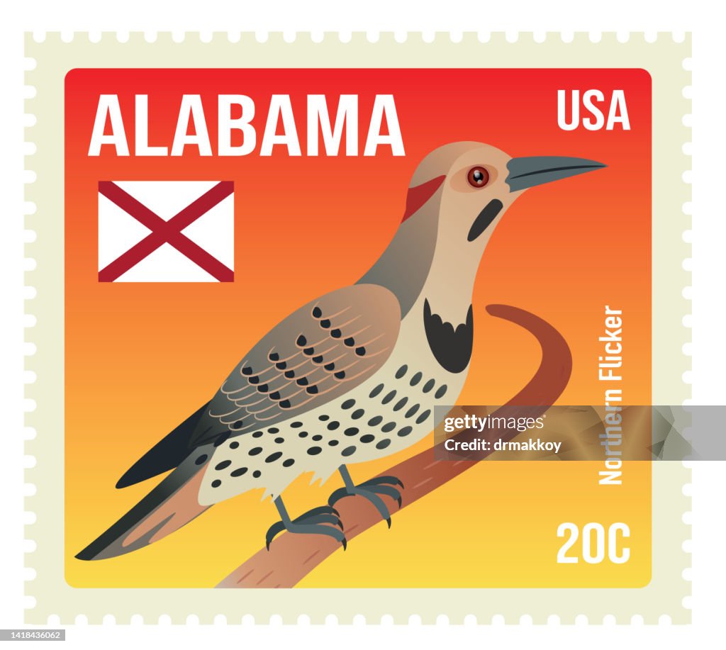 Northern flicker, Colaptes Auratus