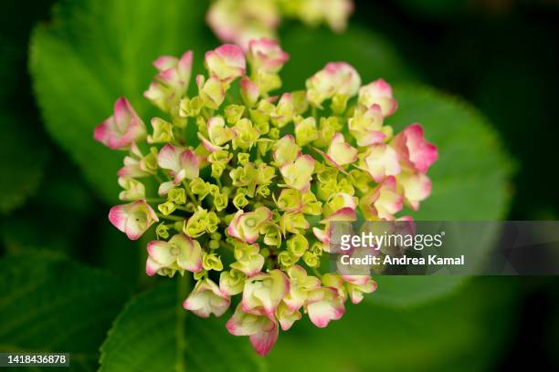 hydrangea - hortensia stock-fotos und bilder