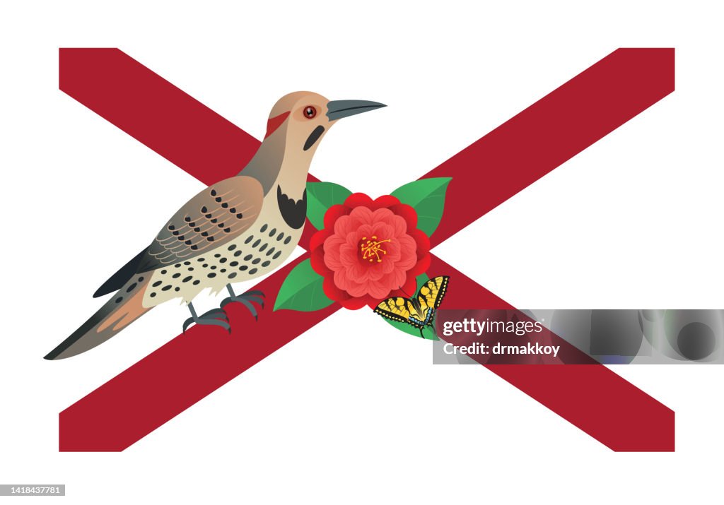 Northern flicker, Colaptes Auratus
