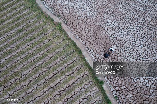 Farmer inspects a field cracked due to drought on August 26, 2022 in Neijiang, Sichuan Province of China.