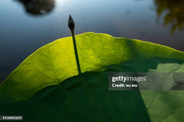 flower - lotus leaf photos et images de collection