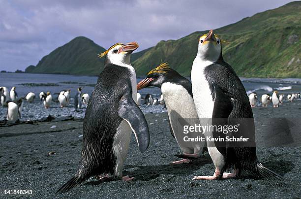 royal penguin (eudyptes schlegeli), endemic; macquarie island, australia - eudyptes schlegeli stock pictures, royalty-free photos & images