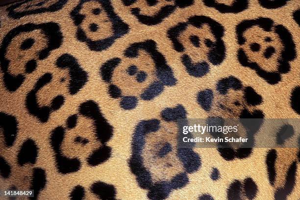 close-up of jaguar pelt. costa rica h - pele de animal pele - fotografias e filmes do acervo