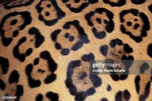 close-up of jaguar pelt. costa rica h - jaguar bildbanksfoton och bilder