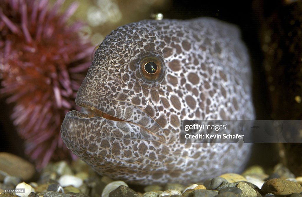 WOLF-EEL FISH, ANARRHICHTHYS OCELLATUS. PACIFIC COAST