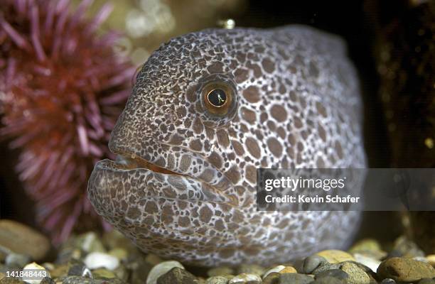Wolfeel Fish Anarrhichthys Ocellatus Pacific Coast, Foto de stock