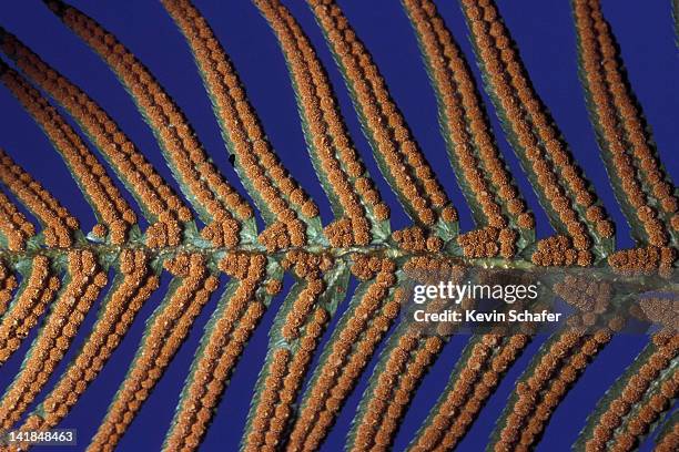 sword fern (polystichum munitum), with spores. cascade mountains, washington usa. - polystichum munitum stock pictures, royalty-free photos & images