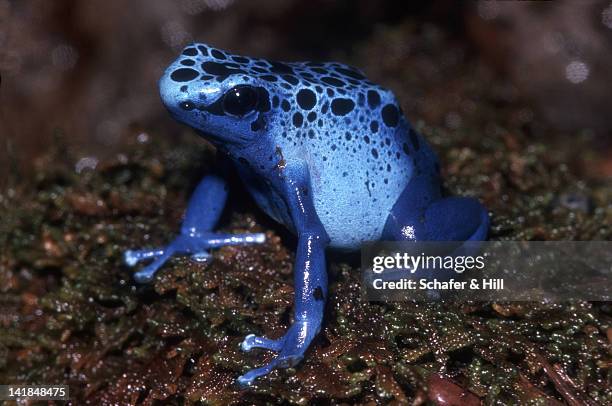 poison dart frog. dendrobates azurens. suriname. h - blue frog stock pictures, royalty-free photos & images