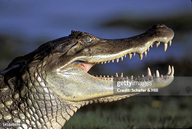 spectacled caiman. caiman crocodilus. open mouth. llanos. venezuela. h - caiman stock pictures, royalty-free photos & images