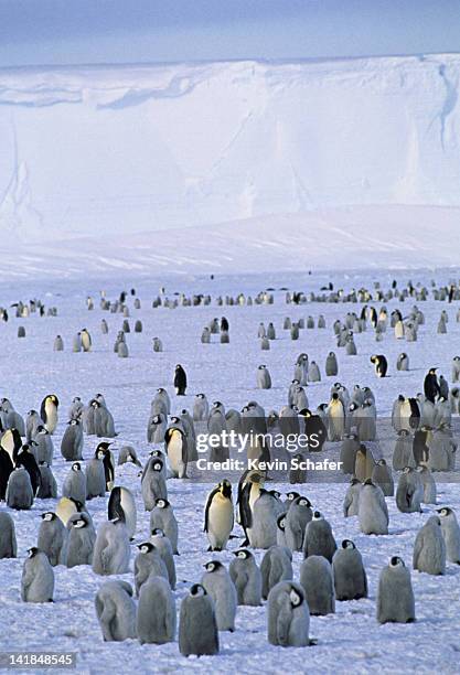 emperor penguin colony in december, antarctica - 2r2f stock pictures, royalty-free photos & images