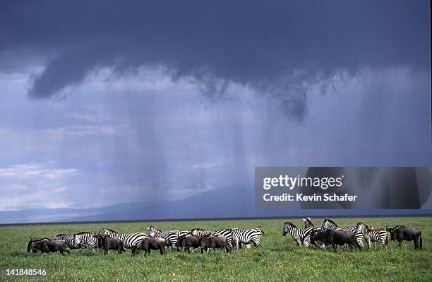 Grassland Raining 3,782 Tropical Grassland Stock Photos, High-Res Pictures, and Images ...