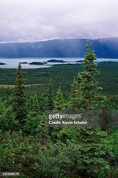 boreal spruce forest, summer. katmai np, alaska v - boreal forest stock pictures, royalty-free photos & images