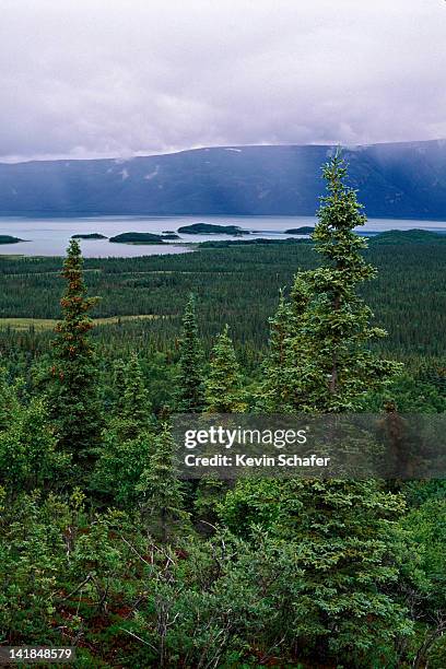 boreal spruce forest, summer. katmai np, alaska v - tajga bildbanksfoton och bilder