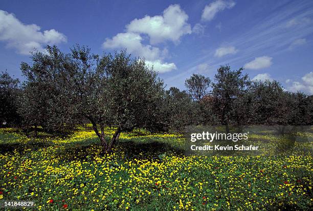 greece, crete. olive groves in spring h - old olive tree stock pictures, royalty-free photos & images