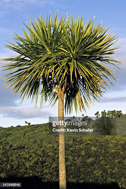 new zealand. tiritiri matangi island. cabbage tree, cordyline australis. ti kouka - ti stock pictures, royalty-free photos & images