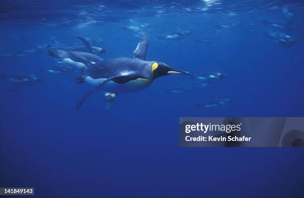 king penguins swimming underwater. aptenodytes patagonica. macquarie island, sub-antarctic. australia - royal penguin bildbanksfoton och bilder