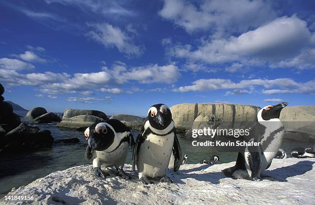 african penguins. spheniscus demersus. also known as jackass penguins. colony. cape peninsula. south africa. - african penguin stock pictures, royalty-free photos & images