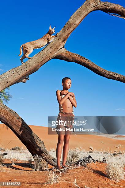 indigenous bushman/san girl (14 years old) with caracal (caracal caracal) on tree, namibia (image taken to raise awareness and funds for the conservation projects of n/a''an ku - adolescent africain stock pictures, royalty-free photos & images