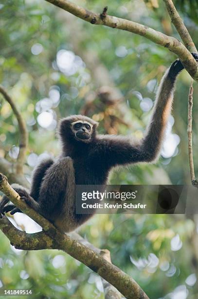 56 Hoolock Gibbon Photos and Premium High Res Pictures - Getty Images